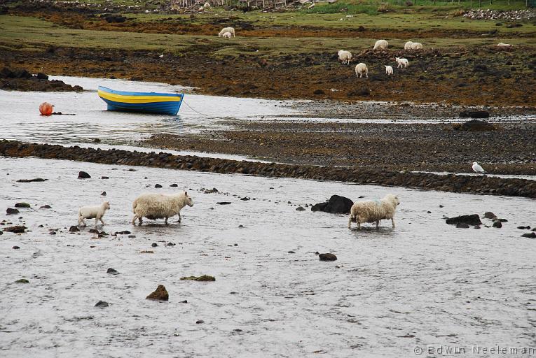 ENE-20070523-0008.jpg - [nl] Schapen steken de rivier over bij Dunvegan, Isle of Skye[en] Sheep crossing the river at Dunvegan, Isle of Skye